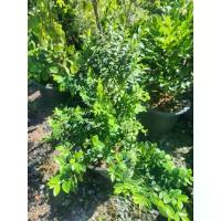 ราคา *(พร้อมส่ง1-2วัน) ต้นล่ำซำ กระถาง 11 นิ้ว (จัดส่ง1-2วัน) (1732050288472786133)