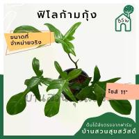 ราคา ขายดี ฟิโลก้ามกุ้งเขียว กระถาง 4 นิ้ว philodendron (1732548624537912325)