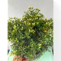 ราคา ขายดี ค้นแก้วแคระพวงมณี แก้วแคระ ดอกหอม กระถาง 6 8 11 (1732269226543711969)