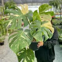 ราคา มอนสเตอร่าด่าง ไทคอนไม้จัดบ้านฟอกอากาศ กระถาง 11 นิ้ว (1731938758742149678)