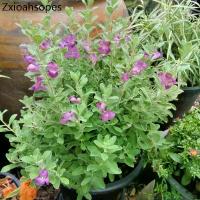 ราคา ต้นนีออนสีม่วง (พันธุ์ญี่ปุ่น) ดอกออกทั้งปี กระถาง 11 นิ้ว (1732165701021566240)