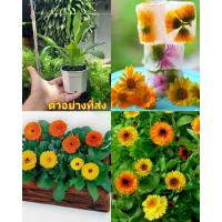 ราคา (2กระถาง) ต้น ดาวเรืองหม้อ Calendula คาเลนดูล่า คละสี / Paradise (1729774861842680149)