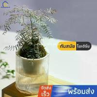 ราคา ขายร้อน Enjoymore กระถาง กระถางต้นไม้แบบใส แบบเก็บน้ำได้ รดน้ำอัตโนมัติ (1732599755606099402)
