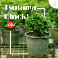 ราคา สนฮิโนกิ แบบพุ่ม (Hinoki Cypress) กระถาง 6 นิ้ว ประดับสวยงาม มินิมอล ไม้มงคล บอนไซ (1730224902843893966)