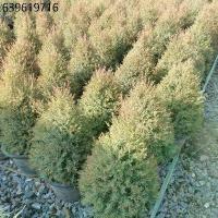 ราคา ต้นสนหอม สนไล่ยุง**พุ่มแน่น** สวย กระถาง 11 นิ้ว (1732050343162774823)