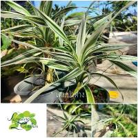 ราคา ต้น เตยป่าด่างขาว ไม้สะสม หายาก ต้นลูกใบเตยสมุนไพร กระถาง 4 นิ้ว/6 นิ้ว ไม้กระถาง ไม้ใบ สินค้าขายดี (1732773307528086731)