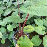 ราคา ต้นเสน่ห์จันทร์แดง ไม้ประดับ ไม้มงคล เมตตามหานิยม กระถาง 6 นิ้ว สูง 20-30 เซน (1732239136620709874)