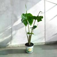 ราคา อโลคาเซีย สติงเรย์ (Alocasia Stingray) อโลคาเซีย หางกระเบน กระถาง 5 นิ้ว (1732181245908322489)