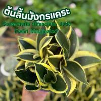 ราคา ต้นลิ้นมังกรแคระ ไม้ฟอกอากาศ กระถาง7นิ้ว (1731677178033440312)