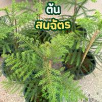 ราคา สนฉัตร กระถาง12นิ้ว ไม้ทนแดด ทนฝน (1731818731416225336)