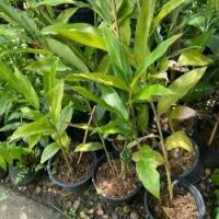 ราคา ต้นกระวาน กระวานไทย กระวานขาว กระวานเทศ ต้นกล้าพร้อมปลูก กระถาง 6 นิ้ว สูงประมาณ 20-30 เซน (1732230785795655666)