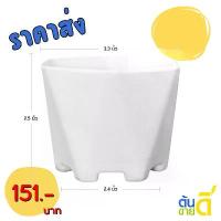 ราคา กระถาง กระถางต้นไม้ กระถางหกเหลี่ยมเพชร เบอร์ 3 นิ้ว สีคละสี 50 ใบ ชิ้น อัน (1732673854471571126)