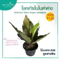 ราคา โชคเก้าชั้นใบดำด่าง กระถาง 11 นิ้ว ไม้มงคล ต้นไม้ฟอกอากาศ (1731594110271915545)