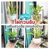 ราคา รวม ไผ่กวนอิม พร้อม กระถาง ((ปลูกในน้ำ)) เสริมฮวงจุ้ยบ้าน ต้นไผ่กวนอิม ไม้มงคลประดับโต๊ะทำงาน วางบนโต๊ะทำงานได้ สินค้าขายดี เลข 8 นาฬิกา ดิจิตอล (1731644983534193215)