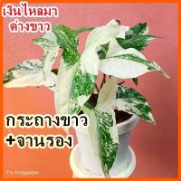 ราคา เงินไหลมาด่างขาว( ใบแน่นเต็มกระถาง) ด่างเทพ คัดฟอร์มสวยก่อนส่ง รากแข็งแรงทุกต้น (กระถาง 6 นิ้ว) ไม้ด่าง ต้นไม้มงคล คลังสินค้า (1731834801676846885)