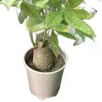 ราคา ต้นศุภโชค แบบโคนใหญ่ 3-5 นิ้ว ช่วยเสริมฮวงจุ้ย กระถาง 7 นิ้ว (1730906191329200633)