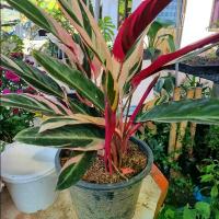 ราคา กระถาง11นิ้ว+คล้าเงินคล้าทองเป็นไม้มงคลเลี้ยงรุ่นรำไร (1729852712036501995)