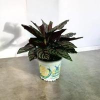 ราคา Calathea ornata sanderiana คล้าขุนแผน ไม้ฟอกอากาศ ไม้ใบสวย ไม้มงคล กระถาง 5 นิ้ว (1731881944098243769)