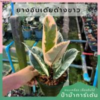 ราคา ขายดีประจำเดือนนี้ ยางอินเดียด่างขาว ต้นยางอินเดียด่างขาว มาในกระถางพร้อมตั้ง กระถาง 5 นิ้ว (1732619427999876387)