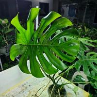 ราคา กระถาง+มอนสเตอร่า (1729731611464600380)