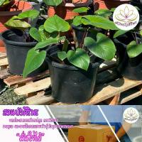 ราคา ต้นเสน่ห์จันทร์แดง ว่านมหานิยม เสริมโชคลาภ เมตตามหานิยม กระถาง 6 นิ้ว (1729806252936956111)
