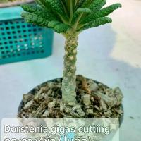 ราคา มะพร้าวทะเลทราย Dorstenia gigas cutting (ใบตัด)กระถาง4นิ้วสวยแข็งแรง (1730282859847781230)