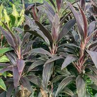 ราคา ต้นหมากผู้หมากเมีย ใบแดงเขียว ไม้มงคลประดับ กระถาง 6 นิ้วสูง 30 เซนต์ขึ้นไป ต้นกล้าพร้อมปลูก (1732715854667220978)