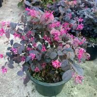 ราคา ต้นหงส์ฟู่ ( มั่งมีศรีสุข )#ดอกแดงอมชมพู#กระถาง 10-11 นิ้ว (1730003726395214828)