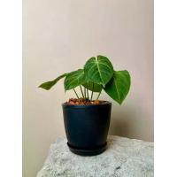 ราคา ต้นหน้าวัวใบหัวใจ Anthurium clarinervium พร้อมกระถาง ขนาด กระถาง 6นิ้ว ความสูง 27ซม ต้นหน้าวัวหัวใจลาย ต้นหน้าวัวหัวใจเศรษฐี ต้นหน้าวัว (1732252881657301576)