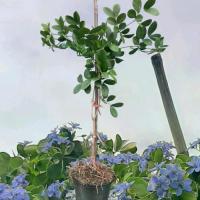 ราคา กิ่งตอนต้นแก้วเจ้าจอม พันธุ์ 6+4 (10ใบ) สูงประมาณ 60-80 เซน กระถาง 8นิ้ว ตัดแต่งทรง (1732307092185974774)