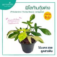 ราคา ฟิโลก้ามกุ้งด่าง กระถาง 8 นิ้ว ไม้มงคล ไม้ฟอกอากาศ Philodendron (1732089236793558553)