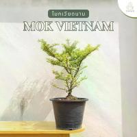 ราคา ต้นโมกเวียดนามแคระ (Wrightia religiosa Benth. "variegata") กระถาง 10 นิ้ว สูง 40-50 ซม. บอนไซ (1730405512598620366)