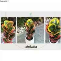 ราคา คลังสินค้า ต้นโกสนพันธุ์ แก้วไพลิน ไซส์เล็ก กระถาง 5" สูง 15-20 เซนติเมตร ซื้อ 10 แถม 1 (จัดส่งแบบถอดกระถาง+รับประกันสินค้า) (1732381543010961007)