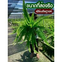ราคา เฟิร์นอัษฎางค์ กระถาง11นิ้ว (1729772704257182629)