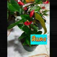 ราคา (สั่งขั้นต่ำ2กระถาง) ต้น ดอก ดอกหน้าวัว ต้นหน้าวัว ต้นดอกหน้าวัว หน้าวัว สี แดง ขาว ส้ม ชมพู Flamingo flower Tail flower ธนโชติ (1729573122323220821)
