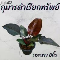 ราคา ขายร้อน ต้นกุมารดำเรียกทรัพย์ กระถาง 8นิ้ว (1731844482192541449)