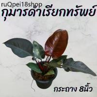 ราคา จัดส่งเฉพาะจุด ต้นกุมารดำเรียกทรัพย์ กระถาง 8นิ้ว (1731738565347148911)