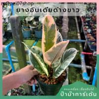 ราคา คลังสินค้า ยางอินเดียด่างขาว ต้นยางอินเดียด่างขาว มาในกระถางพร้อมตั้ง กระถาง 5 นิ้ว (1731738606825145831)