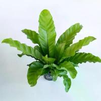 ราคา สินค้าดี ต้นเฟิร์นข้าหลวง กระถาง 6 นิ้ว (ขนาดใบยาว 35 - 40 เซนติเมตร) ต้นไม้ประดับ (1732002403629303656)