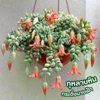 ราคา กุหลาบหิน กระดิ่งนางฟ้า กระถาง6นิ้ว (1731987886348469816)