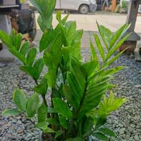 ราคา ต้นกวักมรกต ไม้ฟอกอากาศ กระถาง8 นิ้ว (1731229217502234311)