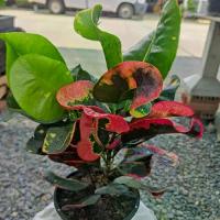 ราคา ต้นโกสน คละสายพันธุ์ กระถาง 6นิ้ว (1731228121845106375)