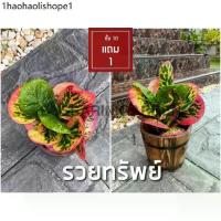 ราคา ต้นโกสนพันธุ์ รวยทรัพย์ ไซส์เล็ก กระถาง 5" สูง 15-20 เซนติเมตร ซื้อ 10 แถม 1 (จัดส่งแบบถอดกระถาง+รับประกันสินค้า) (1732047658528507895)