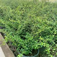 ราคา ต้นชาดัด กระถาง11นิ้วพุ่มใหญ่ๆ (1732775447561930657)