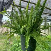 ราคา เฟินใบมะขาม(กระถาง8นิ้ว) (1729652318885349471)