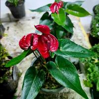 ราคา กระถาง6 นิ้ว+ต้นหน้าวัว (1729704496029731644)