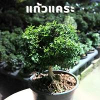 ราคา ต้นแก้วแคระ แก้วแคระจิ๋ว แก้วแคระอินโด กระถาง 4" 6" ไม้มงคลเสริมโชคลาภ ประดับตกแต่งบ้าน (1729660475640809567)