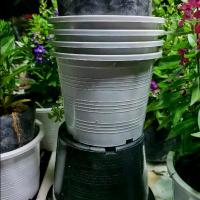 ราคา กระถาง+ใส่ดอกรักเร่ (1729760088427760107)