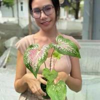 ราคา บอนสีฮกหลง สวนมุกมณี กระถาง4นิ้ว (1732739021931185878)