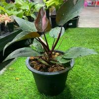 ราคา ฟิโลชมพู ฟิโลเดนดรอน พิงค์ปริ๊นเซส Philodendron Pink princess (จำนวน 1 ต้น) กระถาง 4 นิ้ว (1730124419269298857)